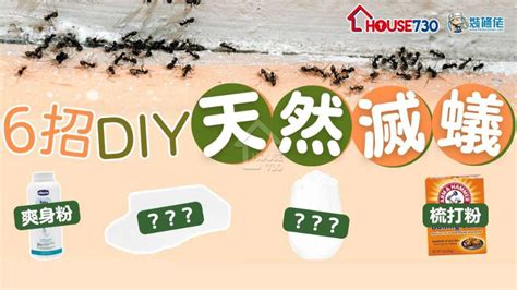 屋企有蟻風水|【滅蟻方法】屋企有蟻？教你2步輕鬆滅蟻＋防蟻方。